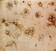 Leonardo  Da Vinci Flower Studies oil on canvas